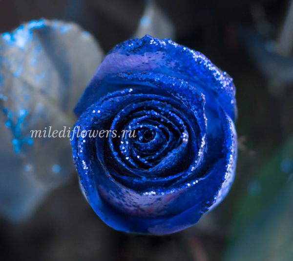 Роза классическая Vendela Blue Glitter